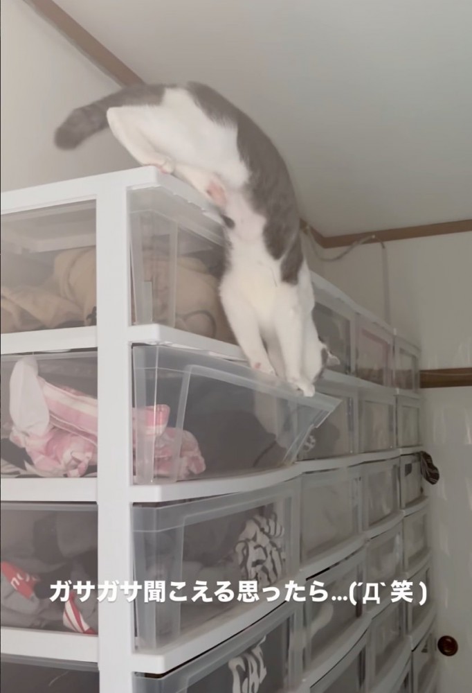 衣装ケースに入ろうとする猫