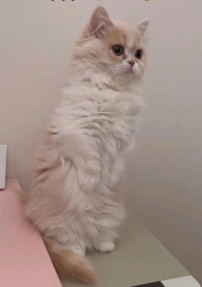 立ち上がるクリーム色の猫
