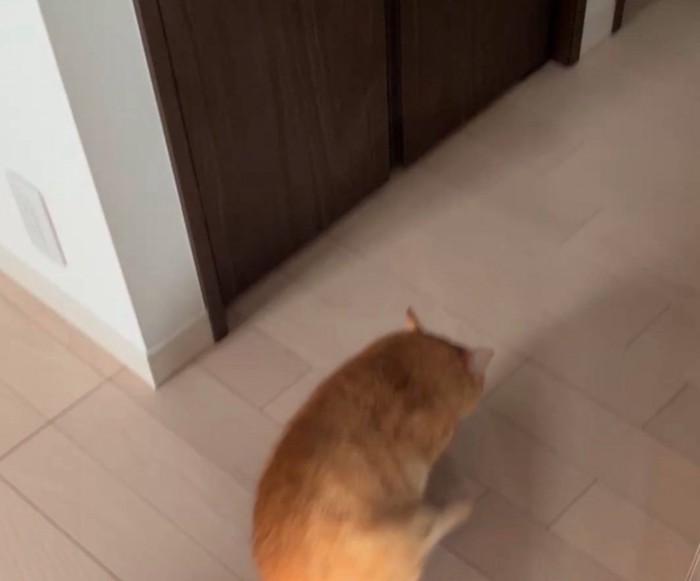 おしり歩きする猫2