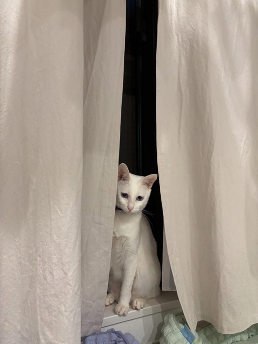 窓辺に座っている白猫