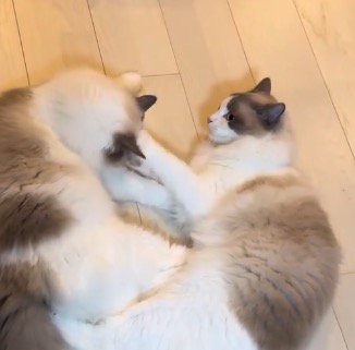 兄弟猫に優しくパンチをする猫