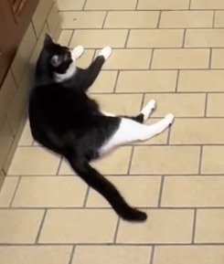 玄関のドアを見つめる左側のハチワレ猫