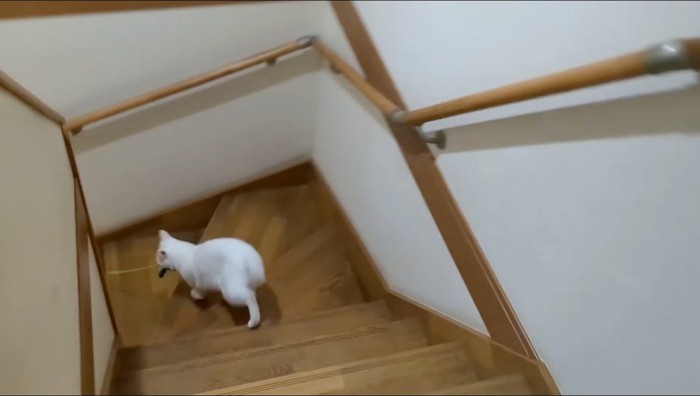 猫じゃらしを咥えて1階に下りて行く猫