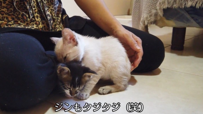 テロップ「ジンもタジタジ(笑)」