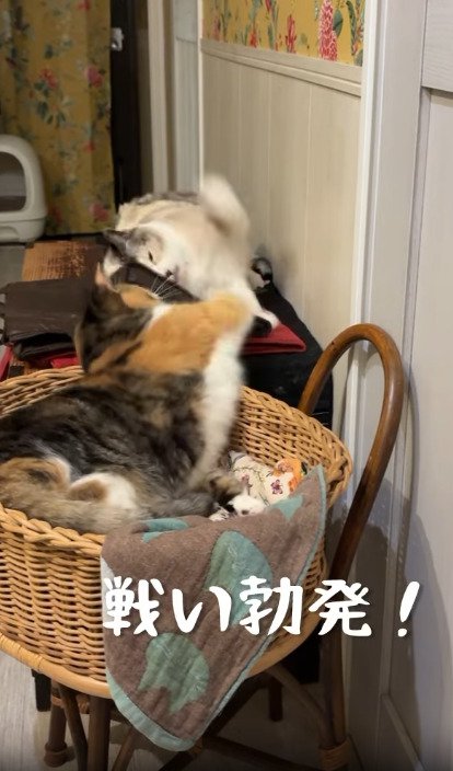 猫パンチ