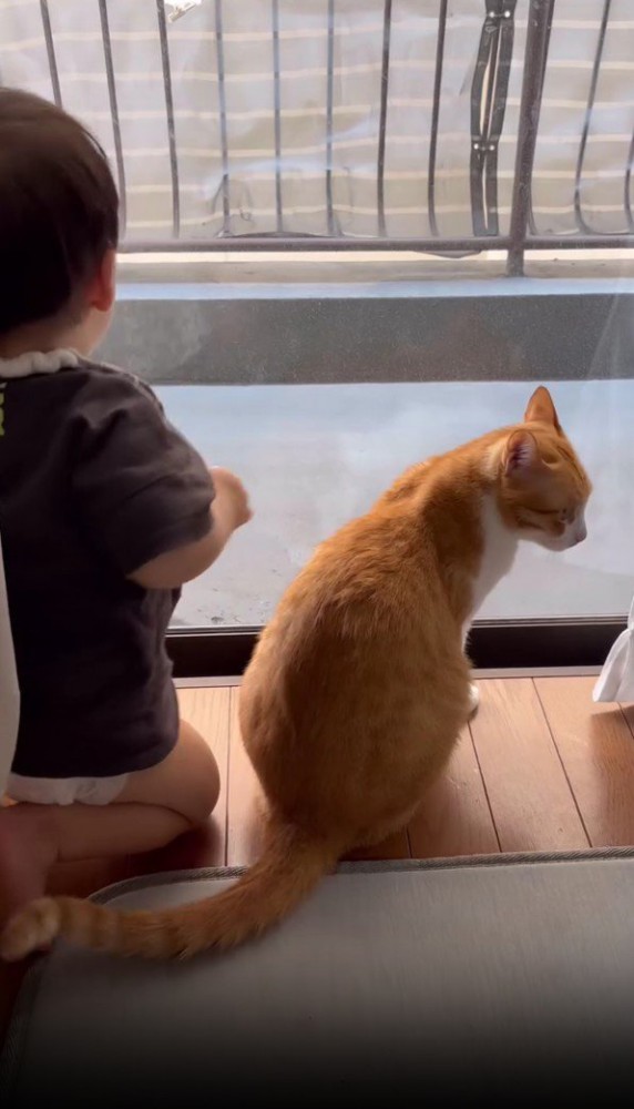 窓際の猫と赤ちゃん