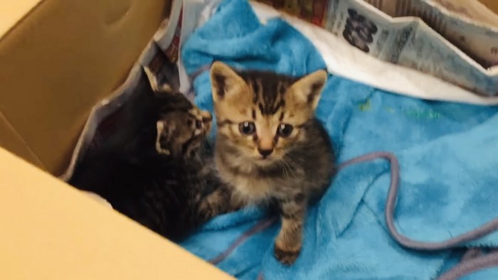 段ボールの中の2匹の子猫