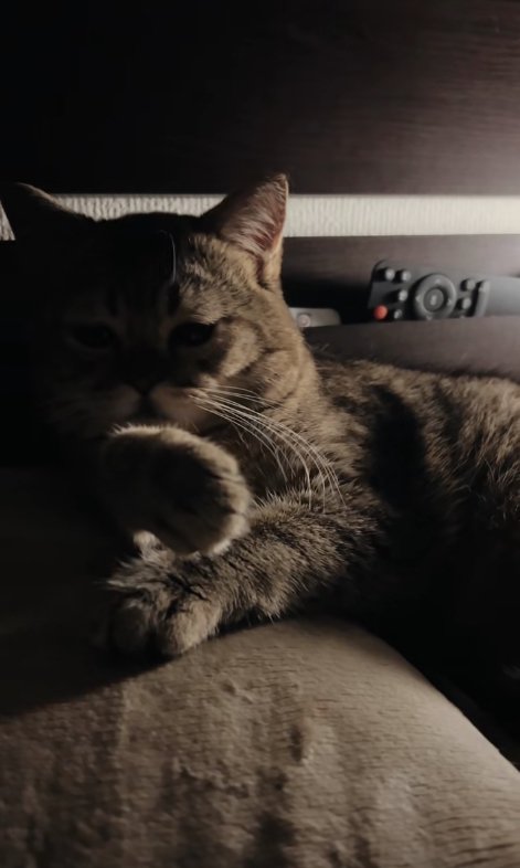 枕に上半身を乗せて右前足だけを浮かせている猫