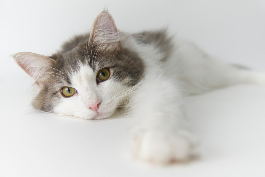 ぐったりする猫