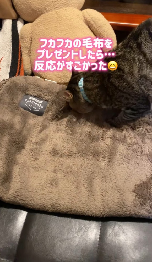 毛布のにおいを嗅ぐ猫1