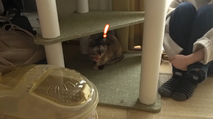 キャットタワーの下