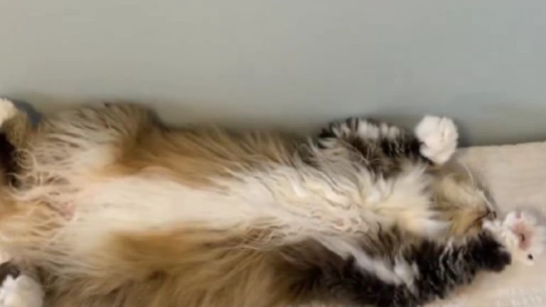 ヘソ天している猫