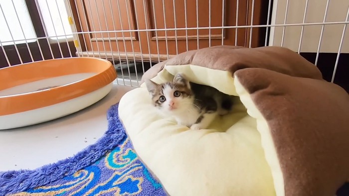 猫ベッドの中にいる子猫