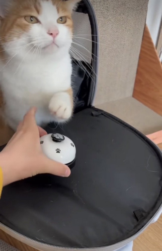 ベルを鳴らす茶白猫