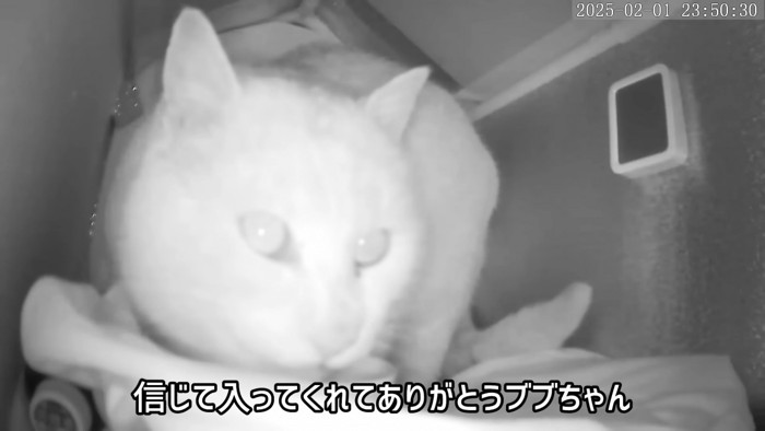 ハウスの中でごはんを食べる猫