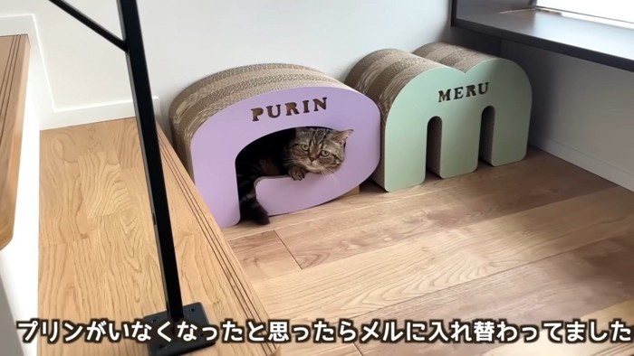 「プリンがいなくなったと思ったらメルに入れ替わってました」