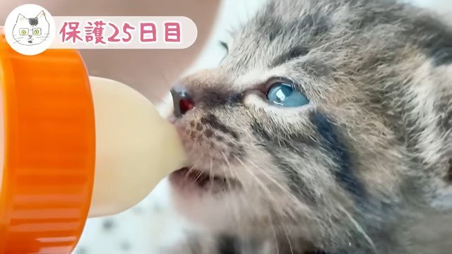 哺乳瓶でミルクを飲む子猫の横顔