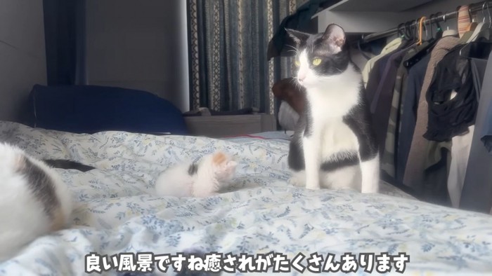 テロップ「良い風景ですね」