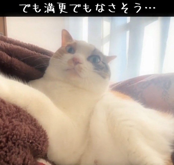 目を見開く猫
