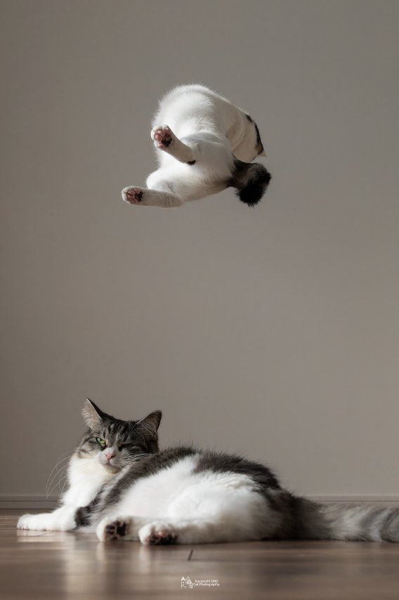 横になっている猫の上をジャンプしている猫の後ろ姿