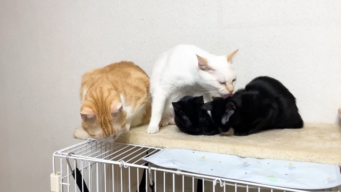 右の子を舐めて