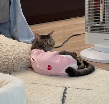 飼い主の方を振り向く猫