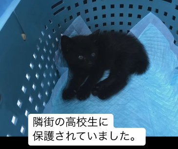 籠に入れられた子猫
