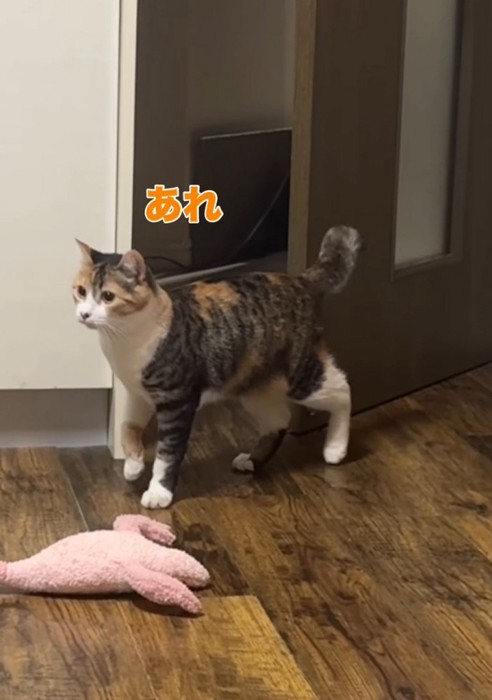 三毛猫に気づかず通り過ぎるキジトラ猫