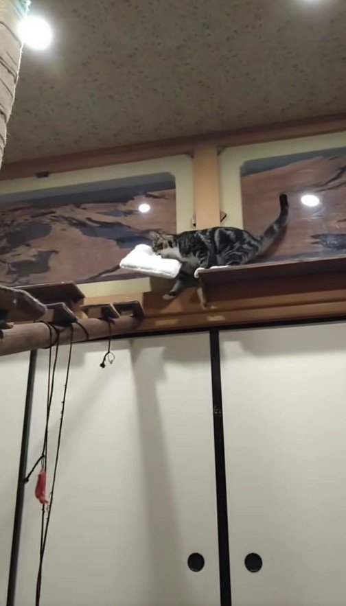 枕を運ぶ猫