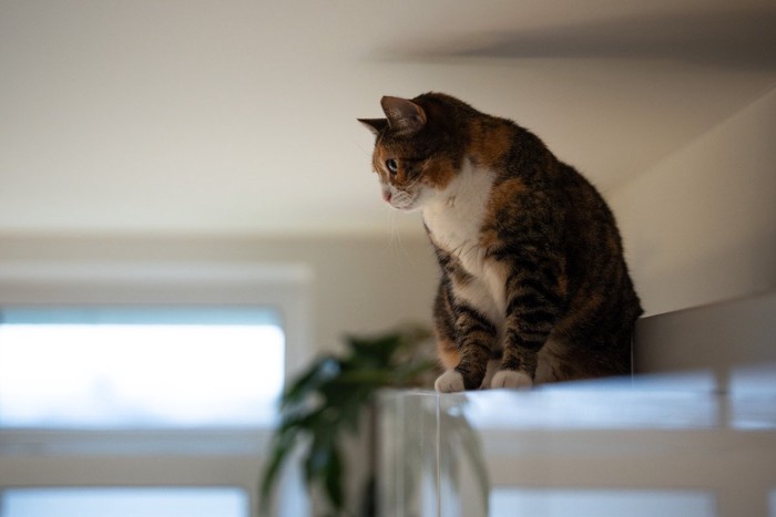 高い場所の猫