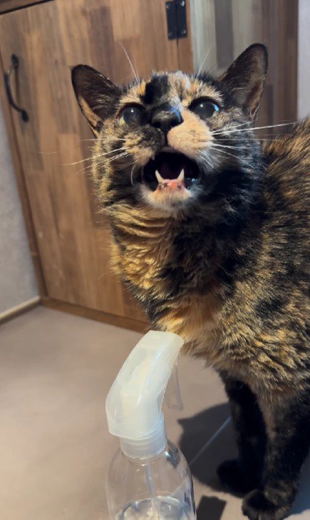 鳴いている猫