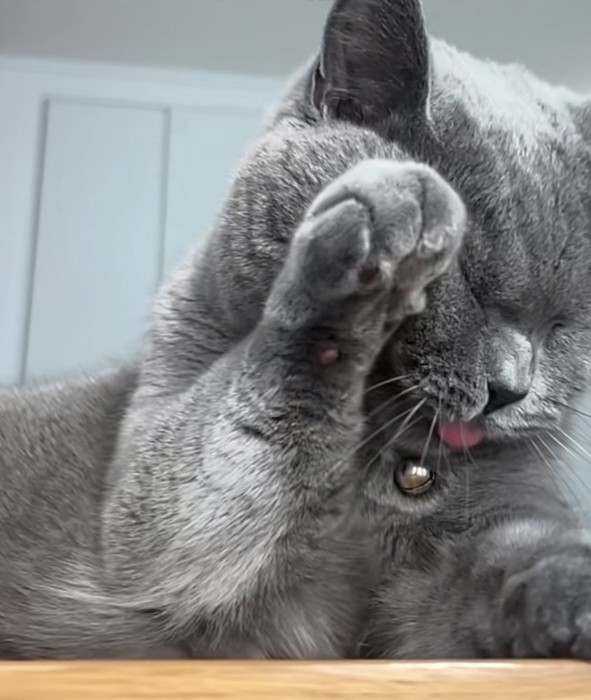 前足を上げている猫の写真