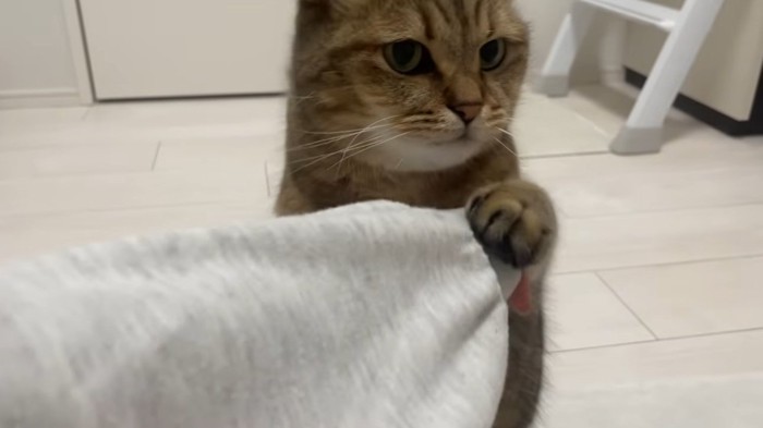 飼い主の手をつかんでいる猫