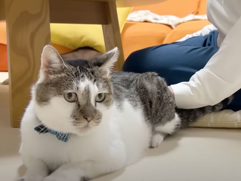 撫でてもらう猫