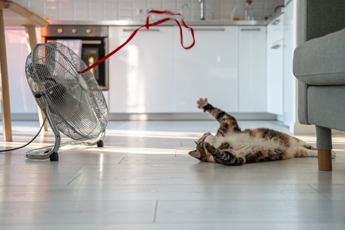 扇風機につけたリボンで遊ぶ猫