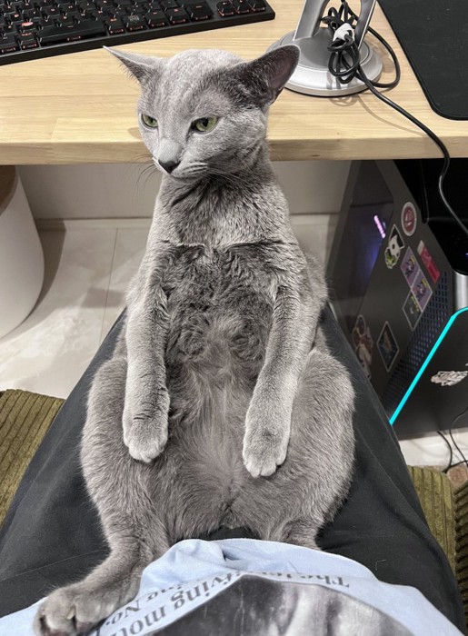 飼い主の膝の上で足を開いて座る猫