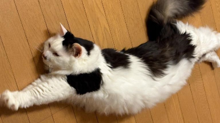 寝転がっている猫