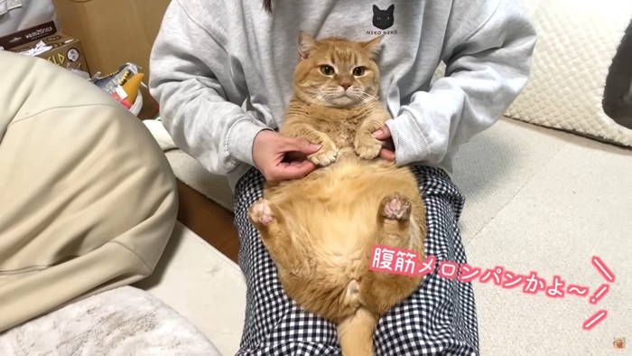 色々なポーズをきめるプリン