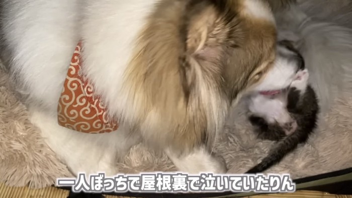 「一人ぼっちで...」のテロップ写真