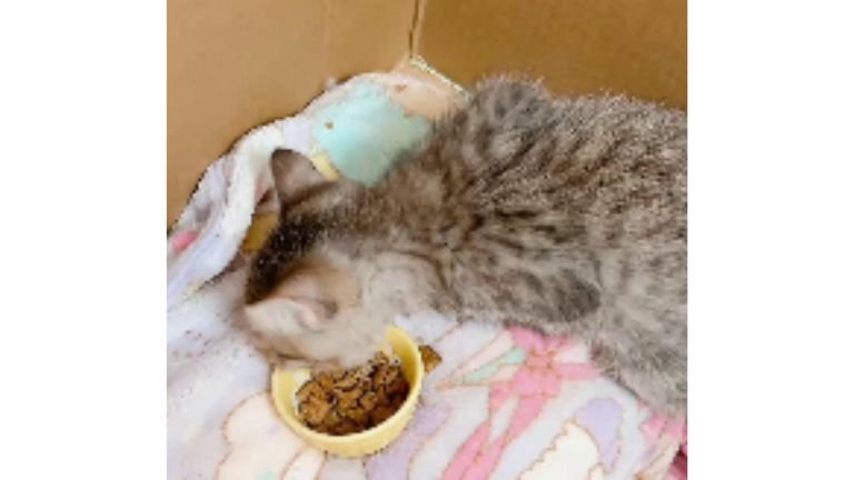 ダンボールに入っている子猫