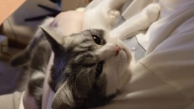 抱かれている猫