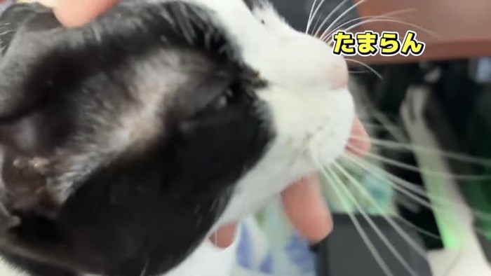 「たまらん」のテロップ写真