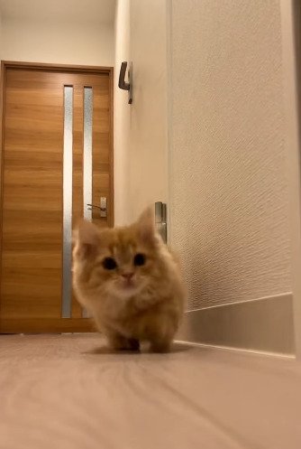 追いかける猫