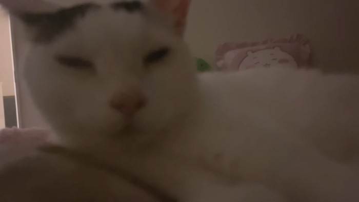 ピントが合わないチロくん