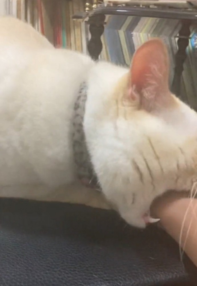 再度手を噛む猫