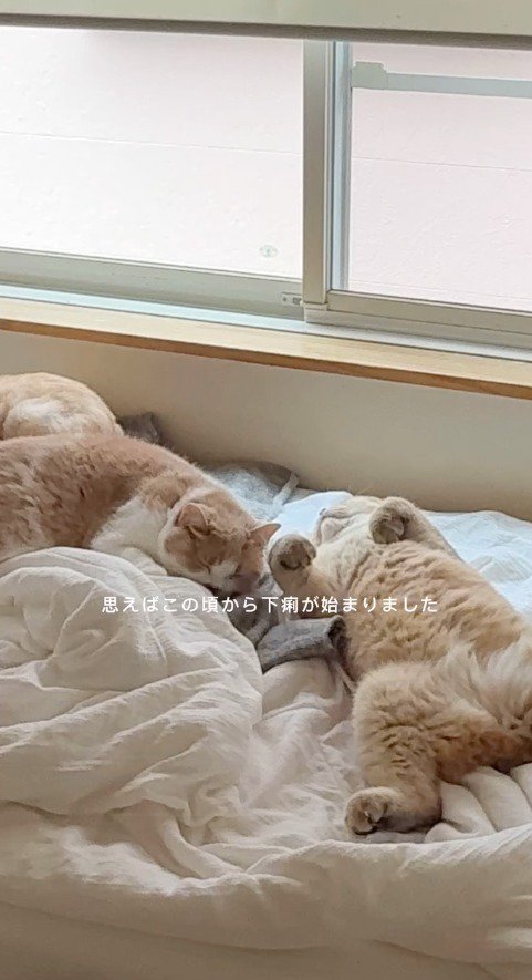 ベッドの上で眠る2頭の猫