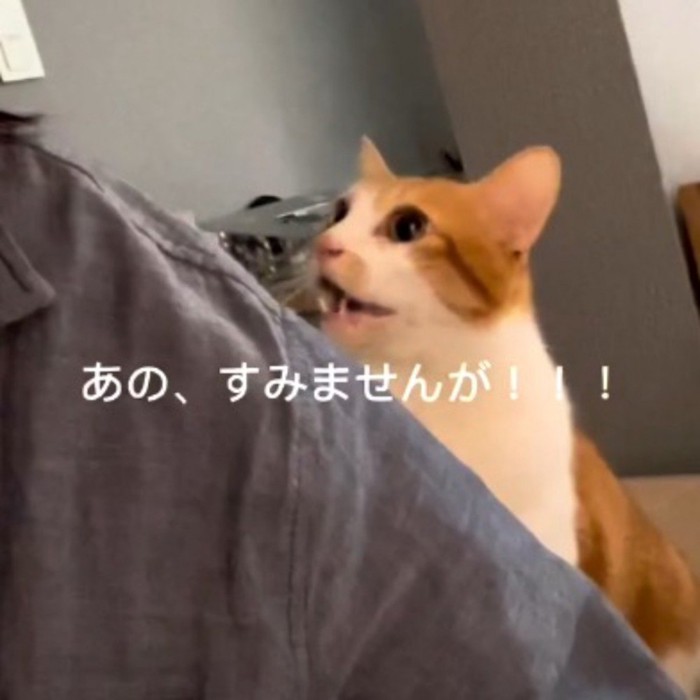 飼い主の肩に前足を乗せる猫