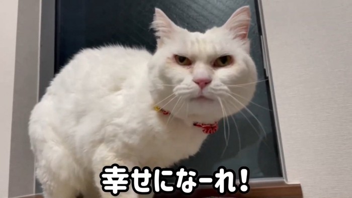 窓の前に立つ猫