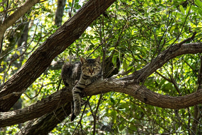 樹上でくつろぐ猫