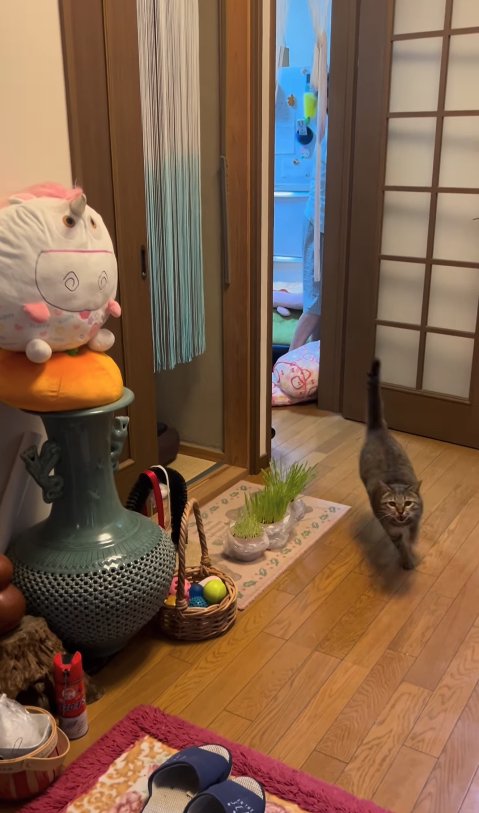 玄関に向かって走ってくる猫